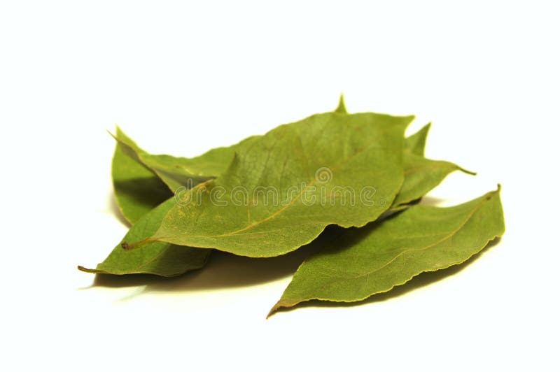 76,606 Bay Leaf Stock Photos Free & RoyaltyFree Stock Photos from
