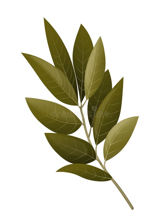 Bay Leaf Branch. Vector Illustration. Stock Vector Illustration of