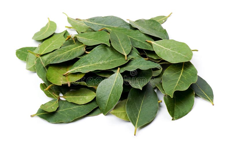 77,371 Bay Leaf Stock Photos Free & RoyaltyFree Stock Photos from
