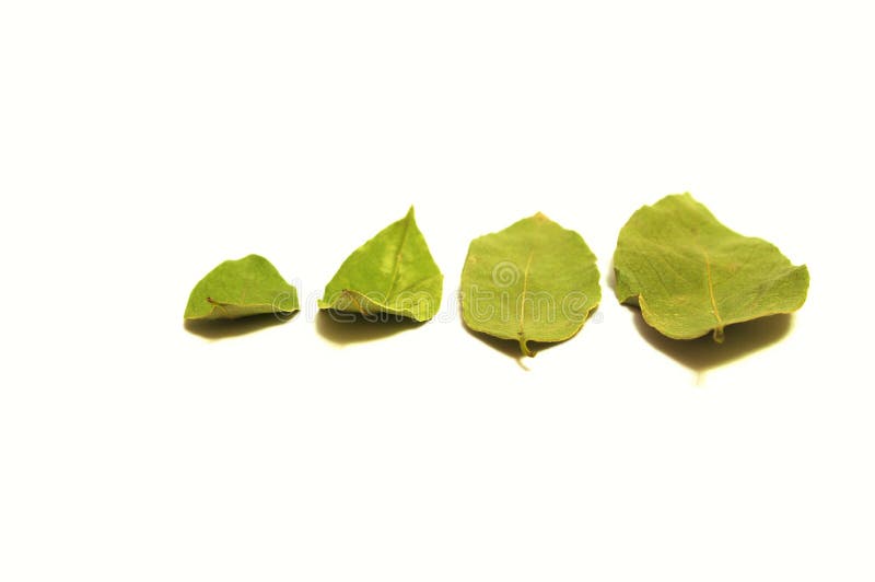 Bay leaf