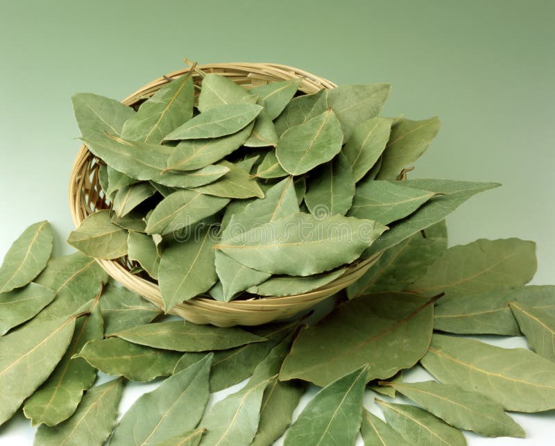 70,244 Bay Leaf Stock Photos Free & RoyaltyFree Stock Photos from