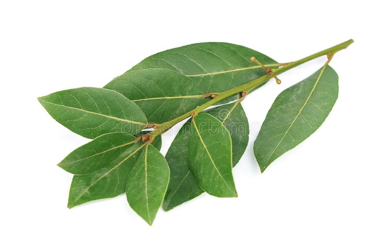 77,065 Bay Leaf Stock Photos Free & RoyaltyFree Stock Photos from