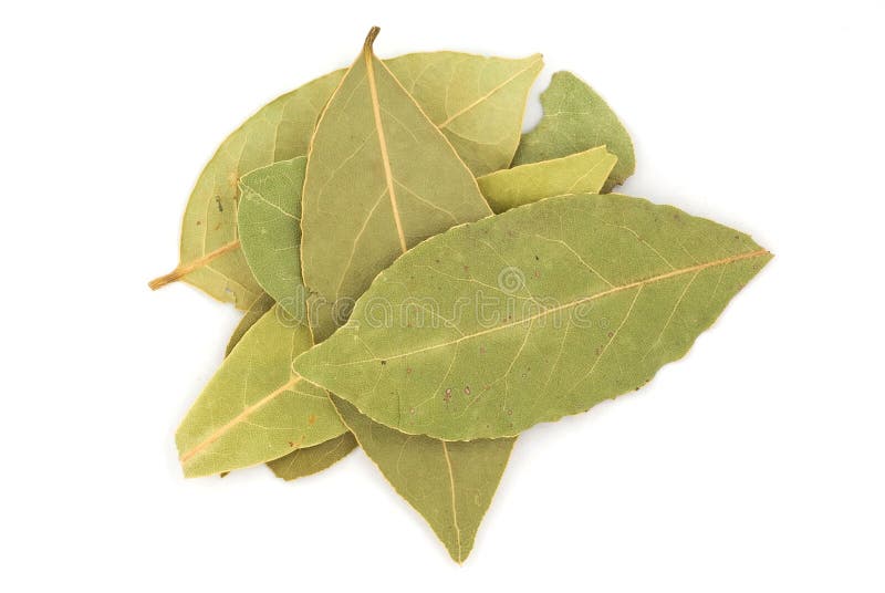 Bay leaf stock image. Image of seed, leaf, gourmet, powder 6068999