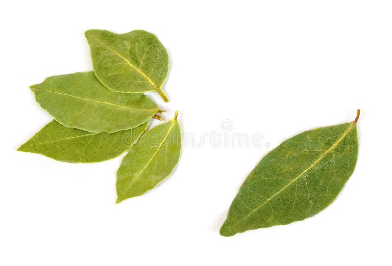 77,065 Bay Leaf Stock Photos Free & RoyaltyFree Stock Photos from