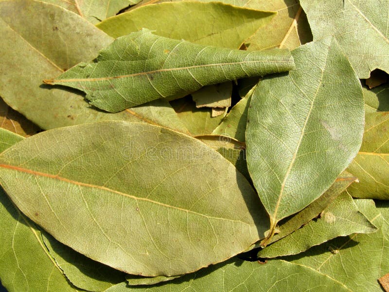 77,065 Bay Leaf Stock Photos Free & RoyaltyFree Stock Photos from