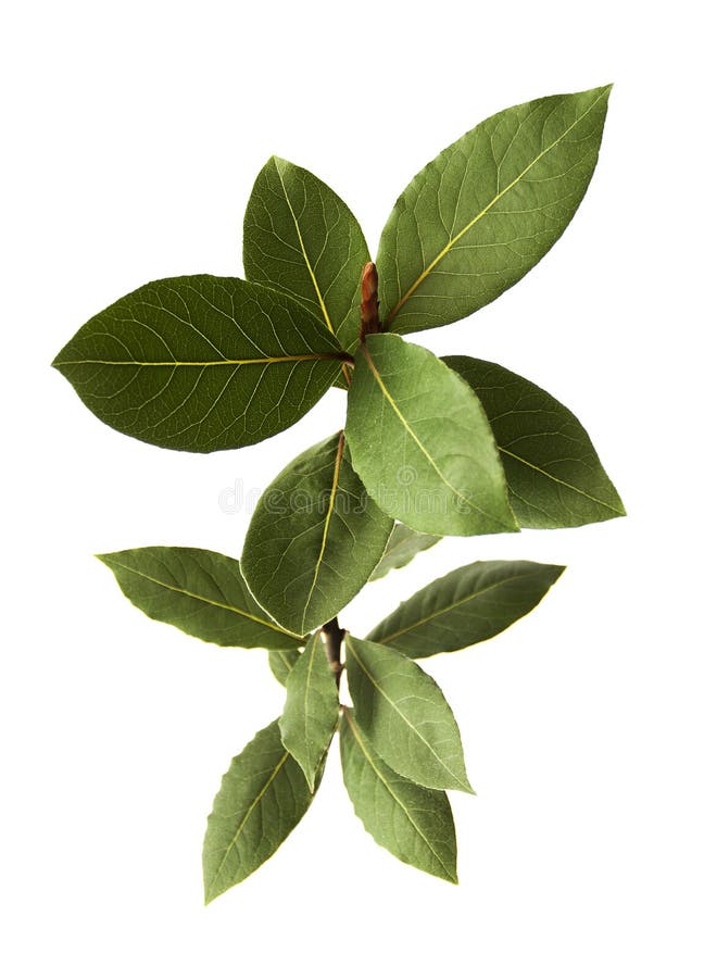 Bay Leaf Fresh Herb Plant Isolated Stock Image Image of close, laurel