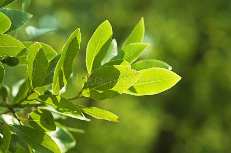 Bay leaf grows in nature stock image. Image of growth 50760593