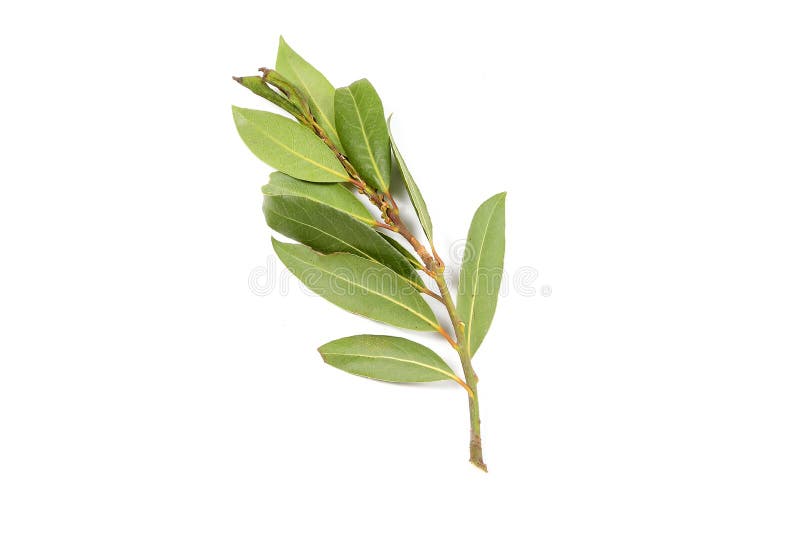 Bay leaf herb spice stock image. Image of aromatic, seasoning 84351769