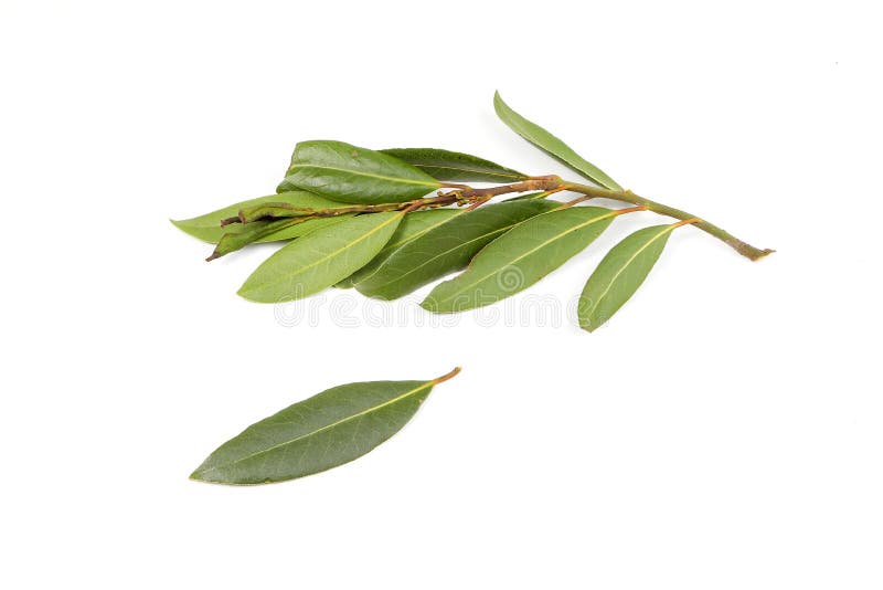 Bay leaf herb spice stock image. Image of green, ingredient 84352077