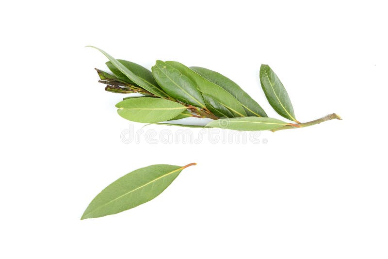 Bay leaf herb spice stock photo. Image of spice, evergreen 84352096