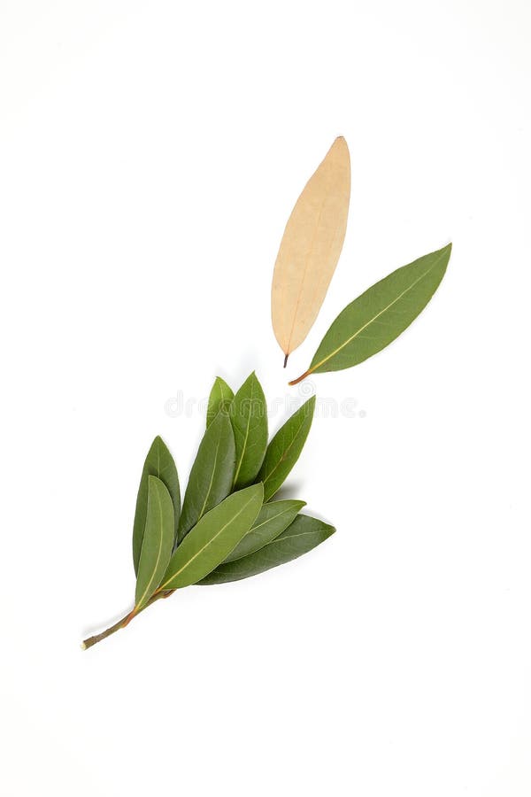 Bay leaf herb spice stock photo. Image of organic, plant 84352212