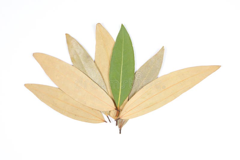 Bay leaf herb spice stock image. Image of culinary, macro 84352289