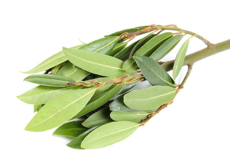 Bay leaf herb spice stock photo. Image of flavour, scented 84357880