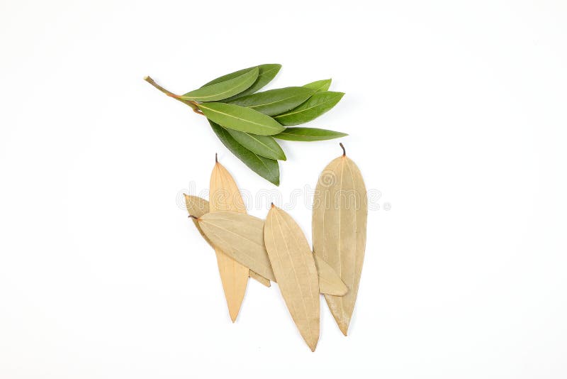Bay leaf herb spice stock photo. Image of flavour, scented 84357880