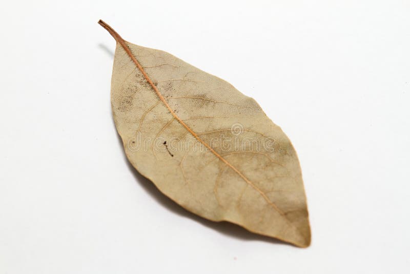 77,065 Bay Leaf Stock Photos Free & RoyaltyFree Stock Photos from