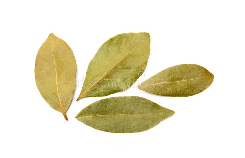 Bay leaf isolated stock photo. Image of isolated, healthy 148995360
