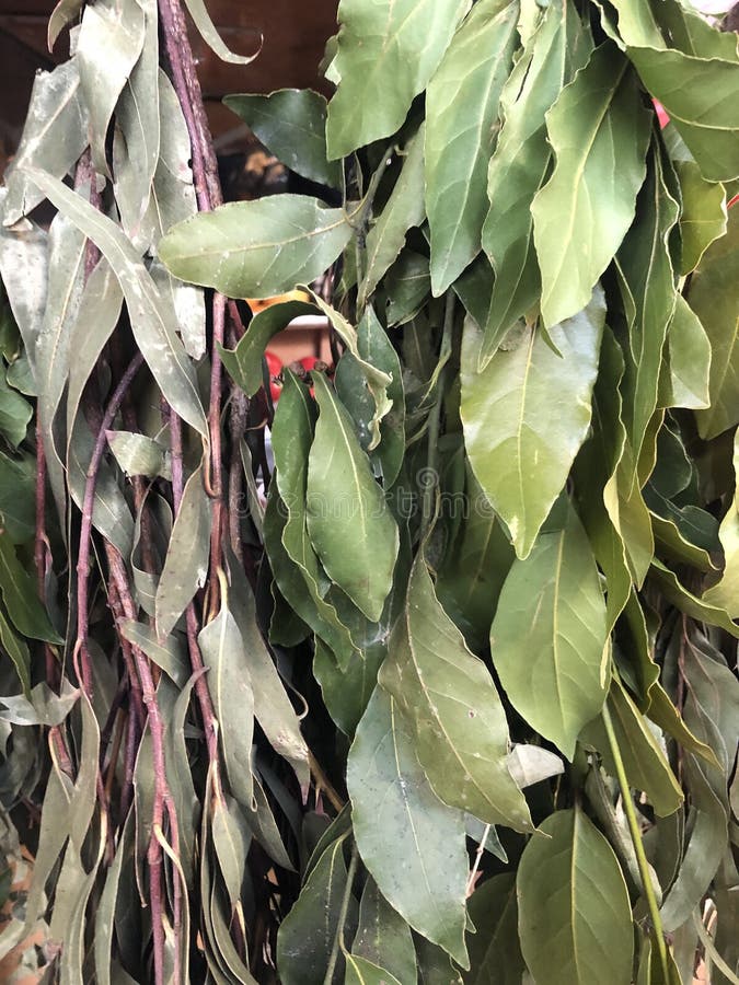 Bay leaf on the market stock image. Image of leaf, plants 245373009