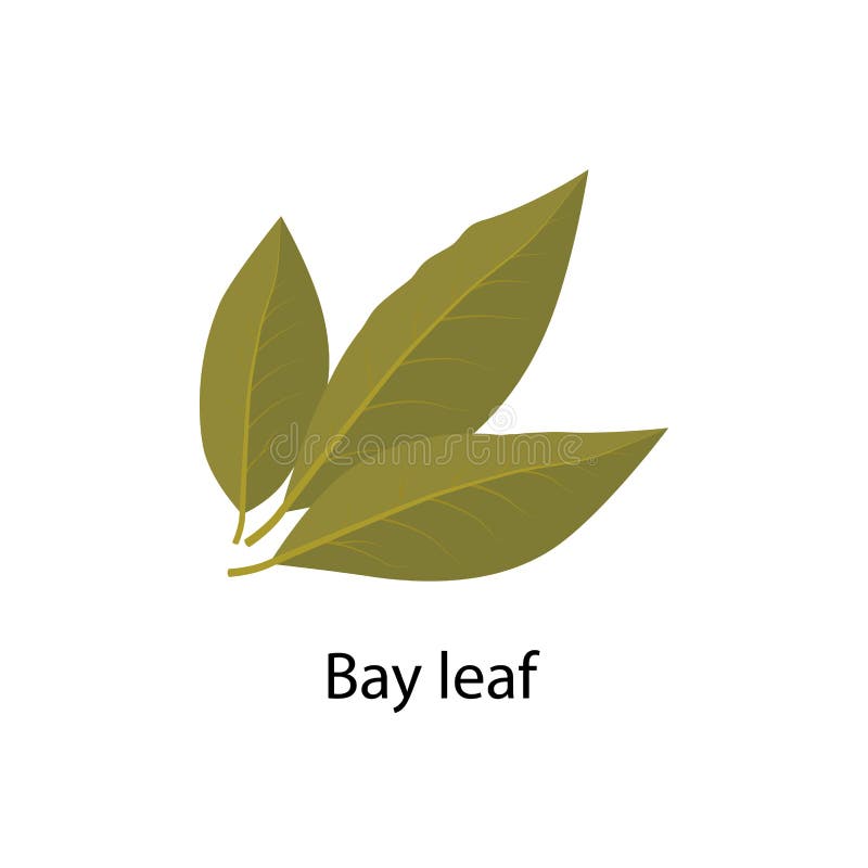Bayleaf Stock Illustrations 129 Bayleaf Stock Illustrations, Vectors