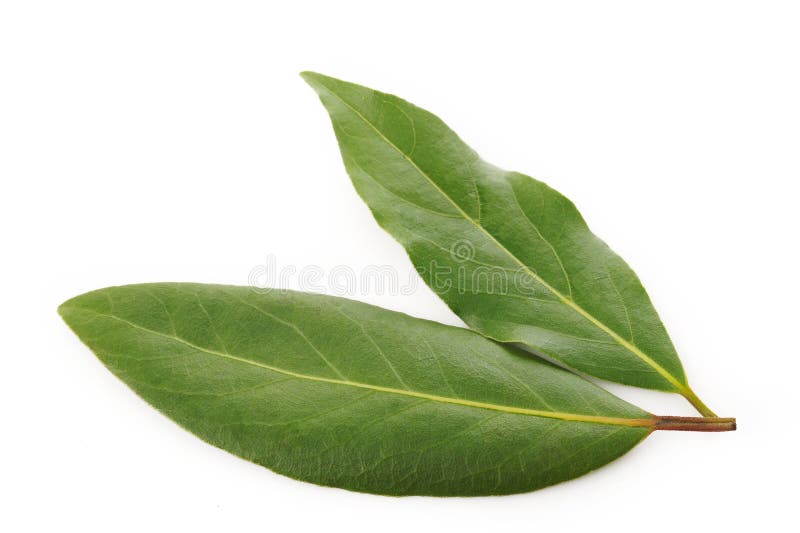 77,065 Bay Leaf Stock Photos Free & RoyaltyFree Stock Photos from