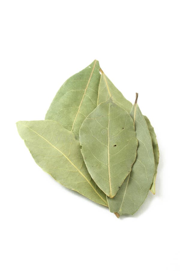 Dog in a tie stock image. Image of pitbull, mouse, large 2272165