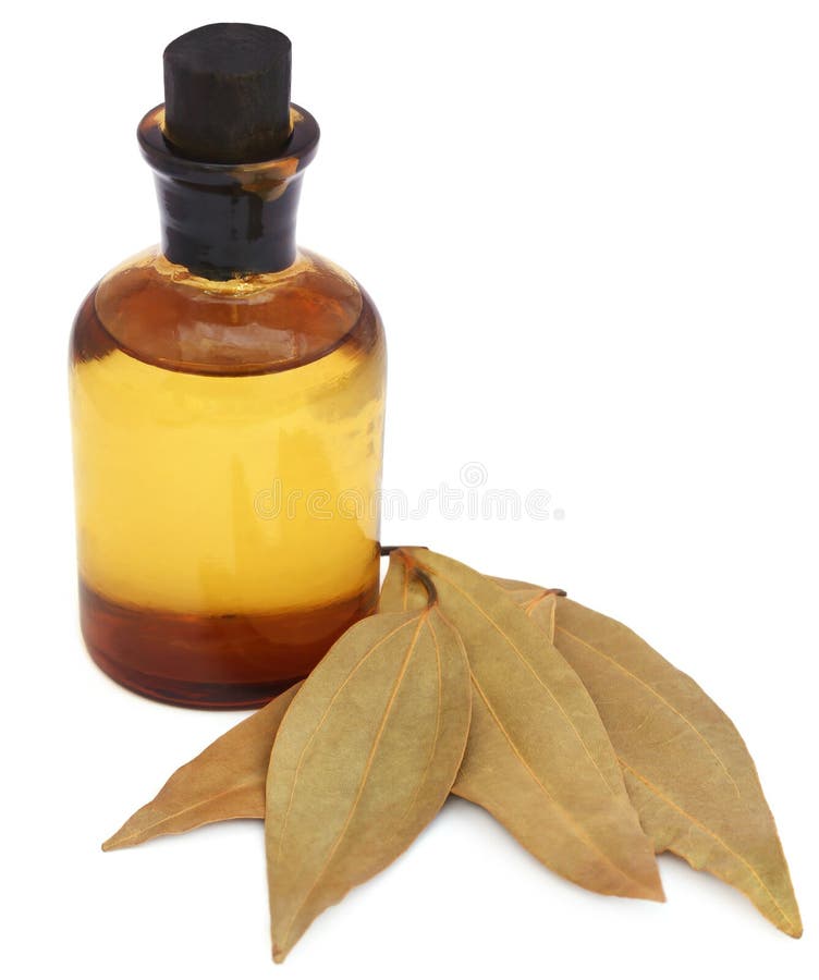 Bay Leaves with Essential Oil Stock Image Image of herbal, plant 83981571