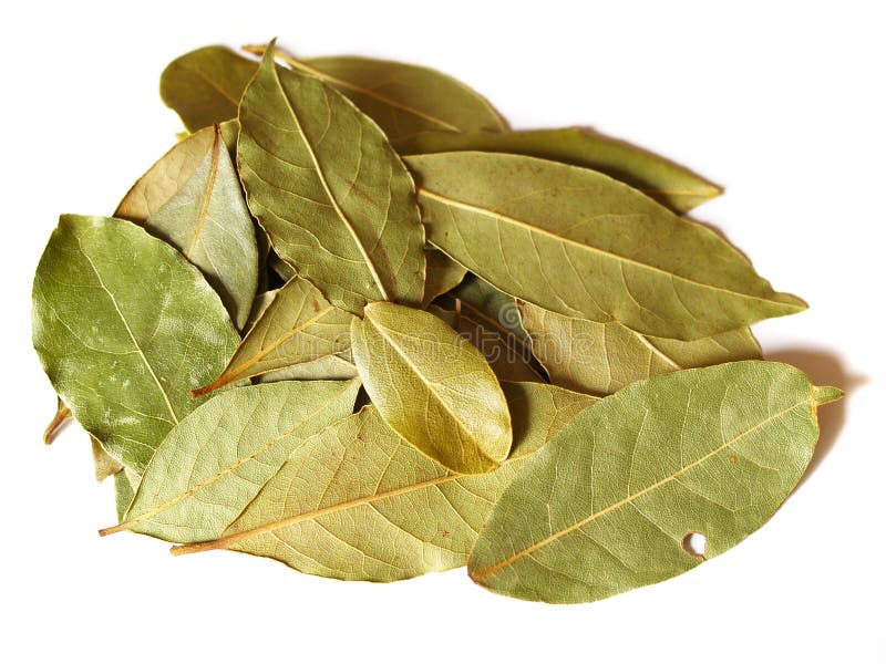 Bay leaves for cooking stock image. Image of heady, cook 3868123