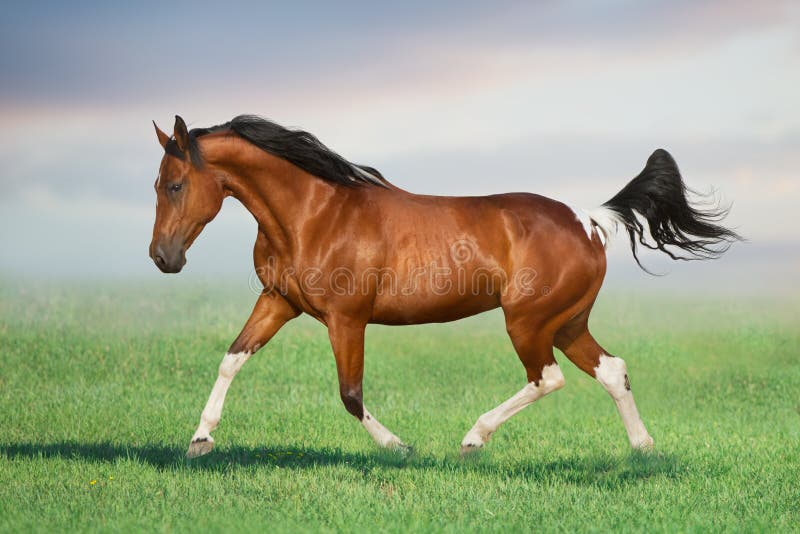 Bay pinto horse gallop