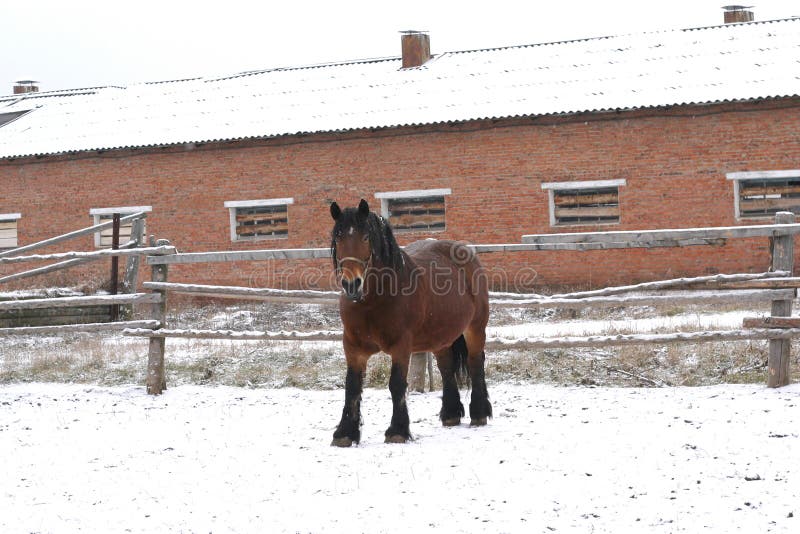 Bay Russian shire horse