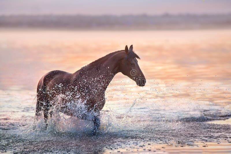 Horse in water stock photo. Image of jump, romantic, lusitano 65045800