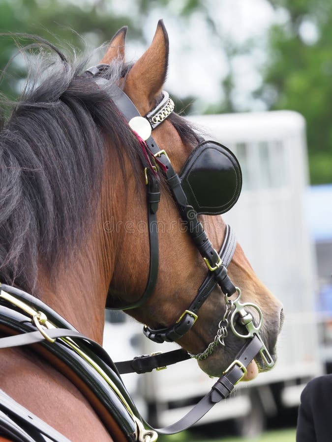 Horse in Harness stock image. Image of ears, reins, welsh 155097911