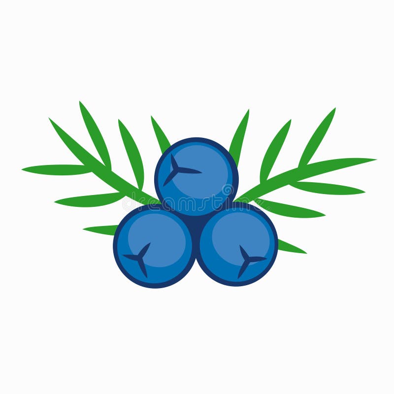 Baya de enebro azul del color libre illustration Baya de enebro azul del color libre illustration