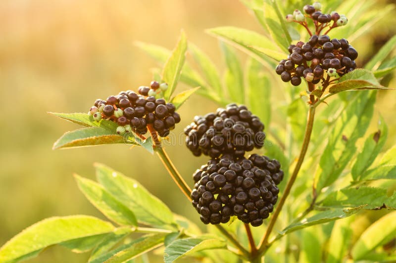 Baya del saúco negra de la fruta de los racimos en jardín en nigra del Sambucus de la luz del sol anciano, anciano negra, fondo e imagen de archivo libre de regalías Baya del saúco negra de la fruta de los racimos en jardín en nigra del Sambucus de la luz del sol anciano, anciano negra, fondo e imagen de archivo libre de regalías