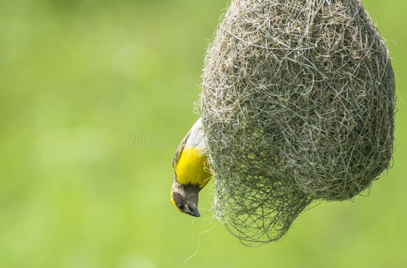 Baya vävare royaltyfri fotografi