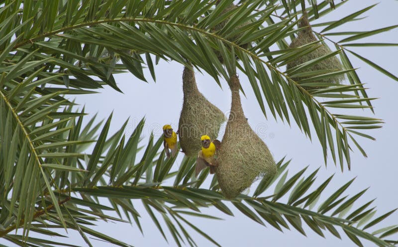 Baya Weaver Bird i rede arkivfoto