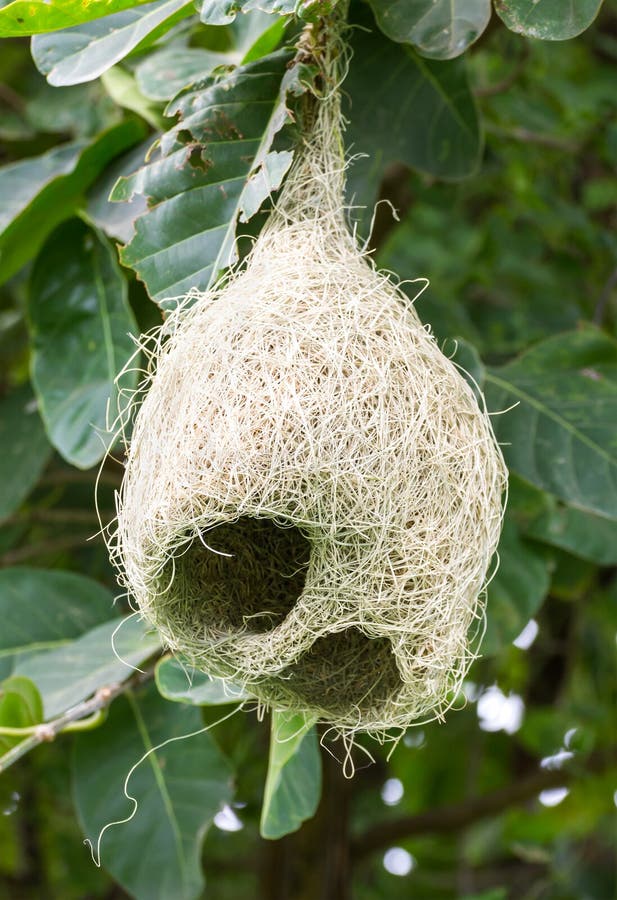 african weaver bird nest