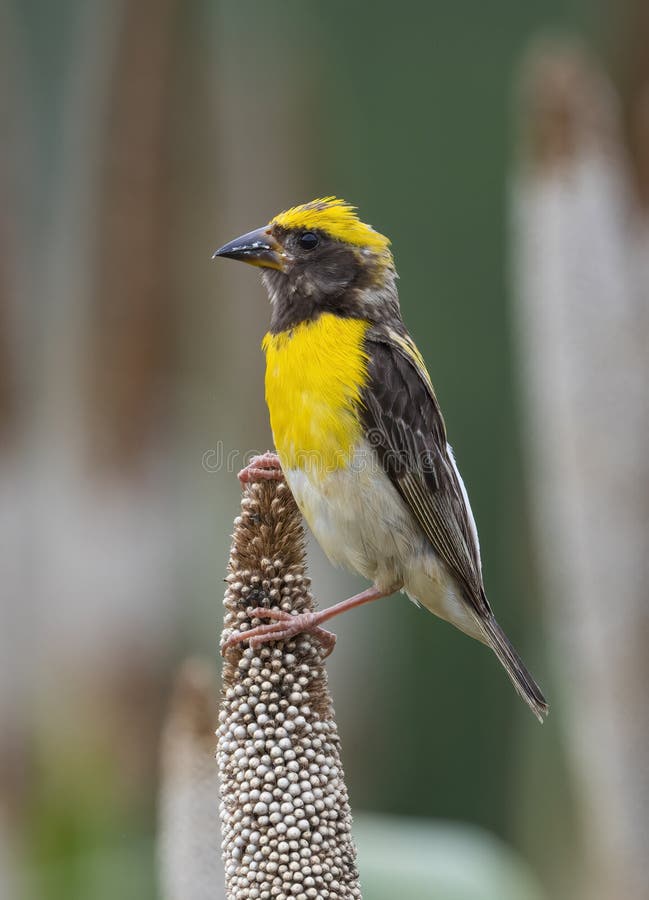 Baya weaver-fågel royaltyfri bild