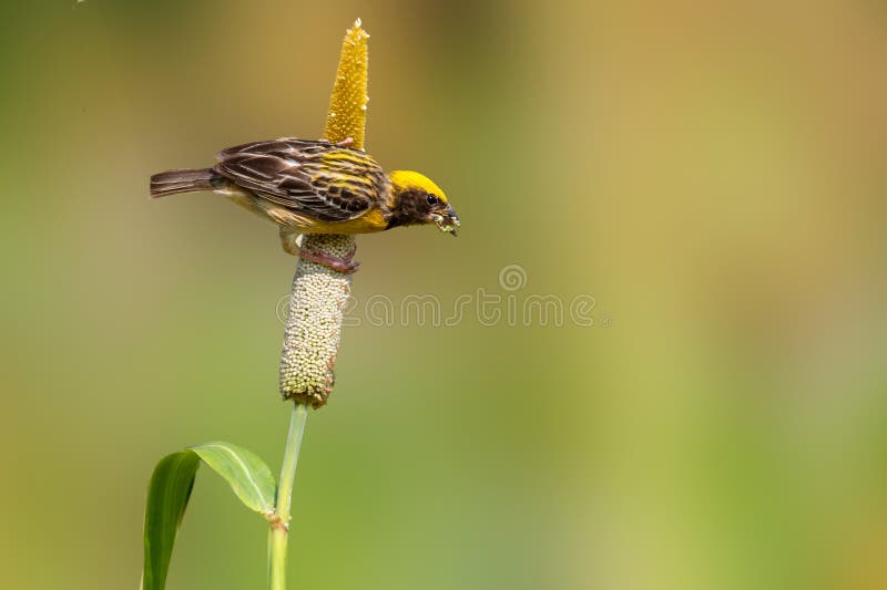 Baya weaver-hanfågel på millet field royaltyfri bild