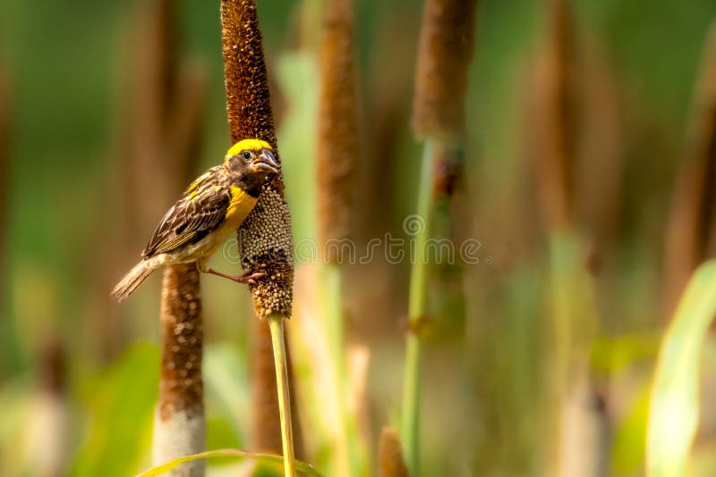 Baya weaver-man inom jordbruket royaltyfria foton