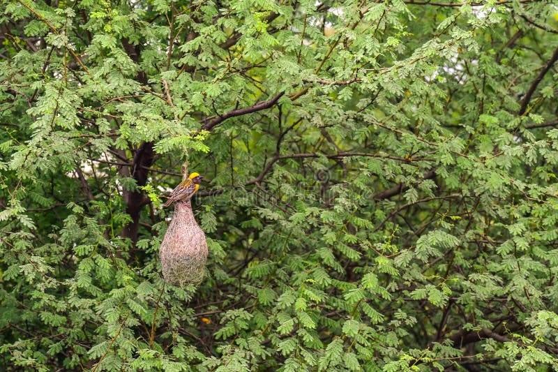 Baya weaver-väst royaltyfri bild