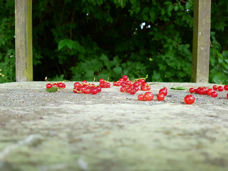 Bayas imagenes de archivo