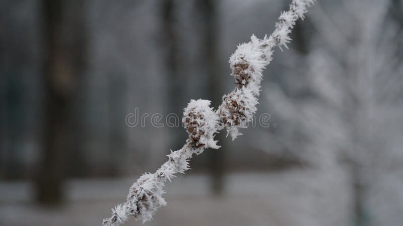 Bayas heladas en el jardín. el helado hoarfrost cubrió los arbustos hierbas y bayas. 6. ª rosetia. rowan. mistletoe. clima de invierno. pintoresca vista invernal con hojas heladas. antecedentes de navidad. n