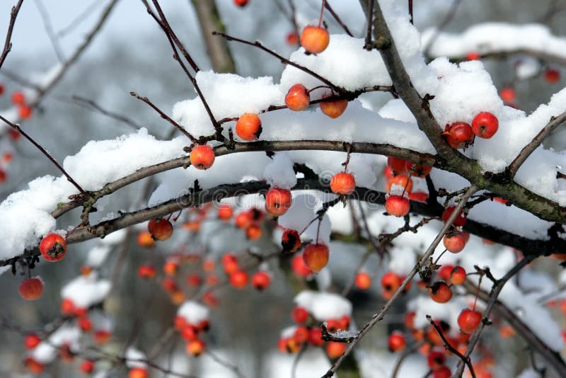 Bayas rojas cubiertas en nieve fotografía de archivo libre de regalías Bayas rojas cubiertas en nieve fotografía de archivo libre de regalías