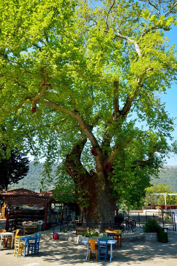 Huge plane-tree on the main square in Bayir village near Marmaris resort town in Turkey