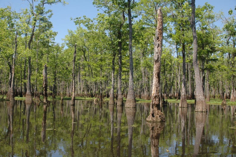 bayou Luizjana obrazy stock bayou Luizjana obrazy stock