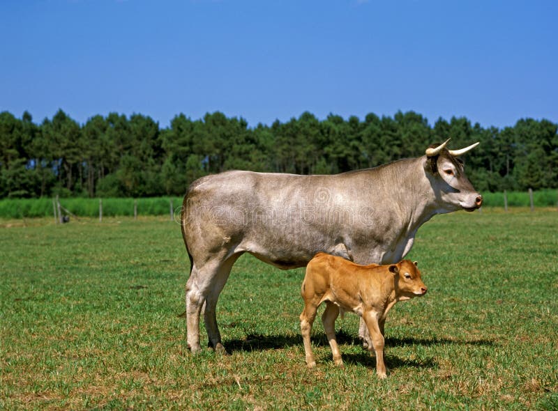 Bazadais Cattle, a French Breed, Cow with Calf Stock Image Image of