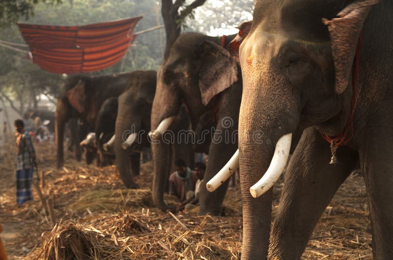 Bazar do elefante imagens de stock royalty free Bazar do elefante imagens de stock royalty free