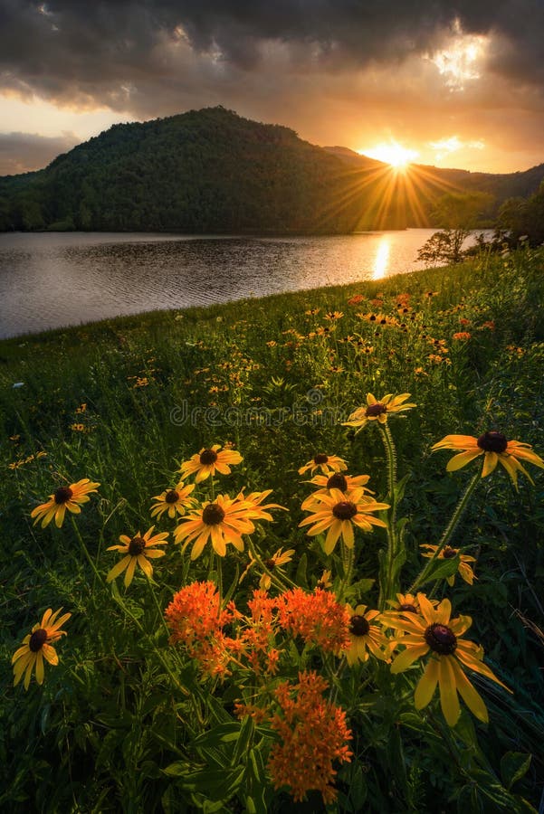 Black Eyed Susan flowers blooming along the shores of Martins Fork Lake in the Appalachian Mountains of Kentucky. Black Eyed Susan flowers blooming along the shores of Martins Fork Lake in the Appalachian Mountains of Kentucky