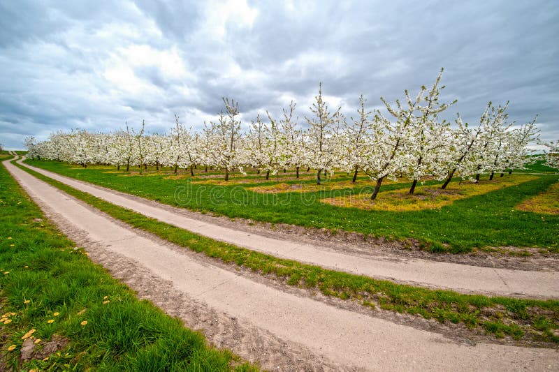 Rows of Blooming Apple Trees Stock Image Image of countryside