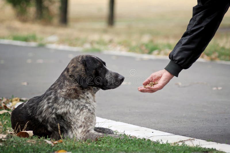 Fotografia ukazuje človeku ruku, ktorý sa živí opustených a túlavých psov.