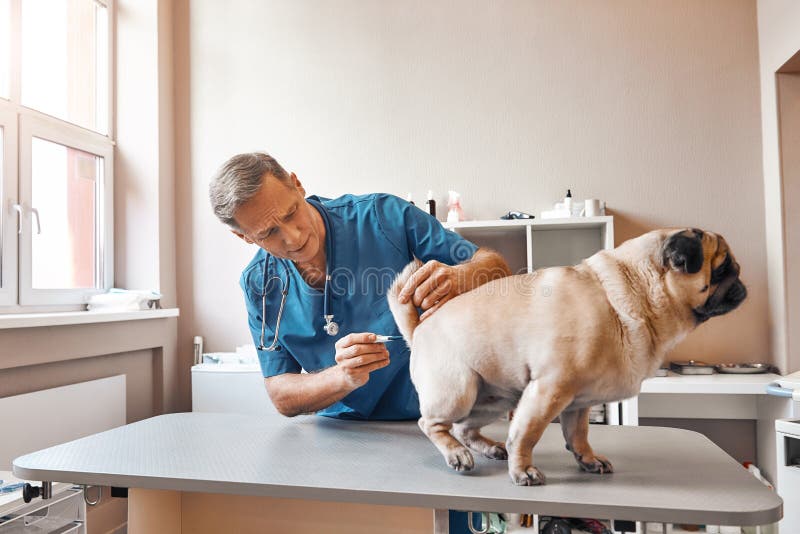 Be Patient, Please! Middle Aged Male Vet is Measuring Body Temperature of a Pug at Veterinary Clinic Stock Image - Image of looking, male: 144169575 Be Patient, Please! Middle Aged Male Vet is Measuring Body Temperature of a Pug at Veterinary Clinic Stock Image - Image of looking, male: 144169575